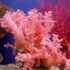 مرجان های زنده