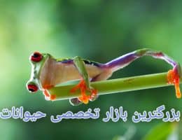 لوازم حیوانات خانگی