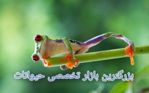 لوازم حیوانات خانگی