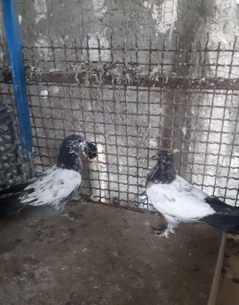کبوترکله دم سبز