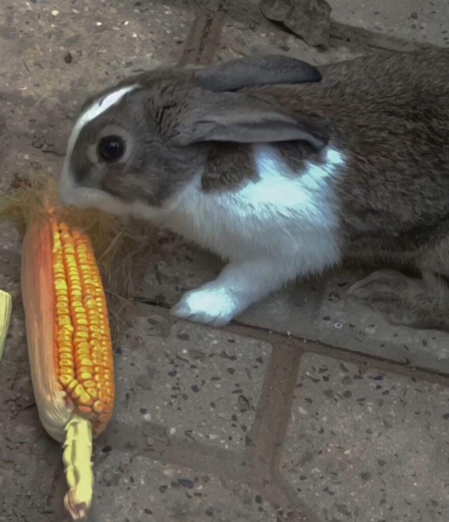 خرگوش