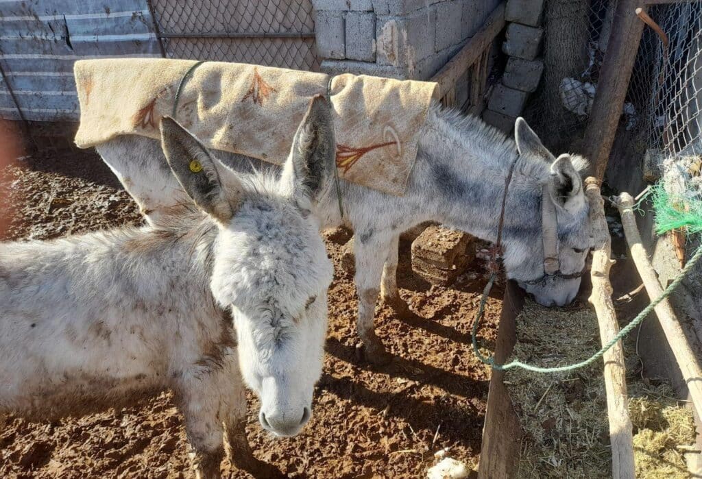 الاغ جوان با کری ارام و گلی و پر قدرت شهر سامان