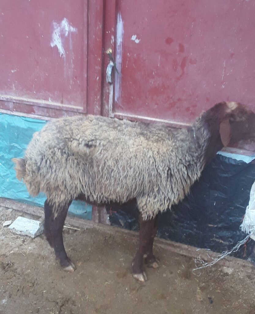 میش کشتاری کیلوی سی .