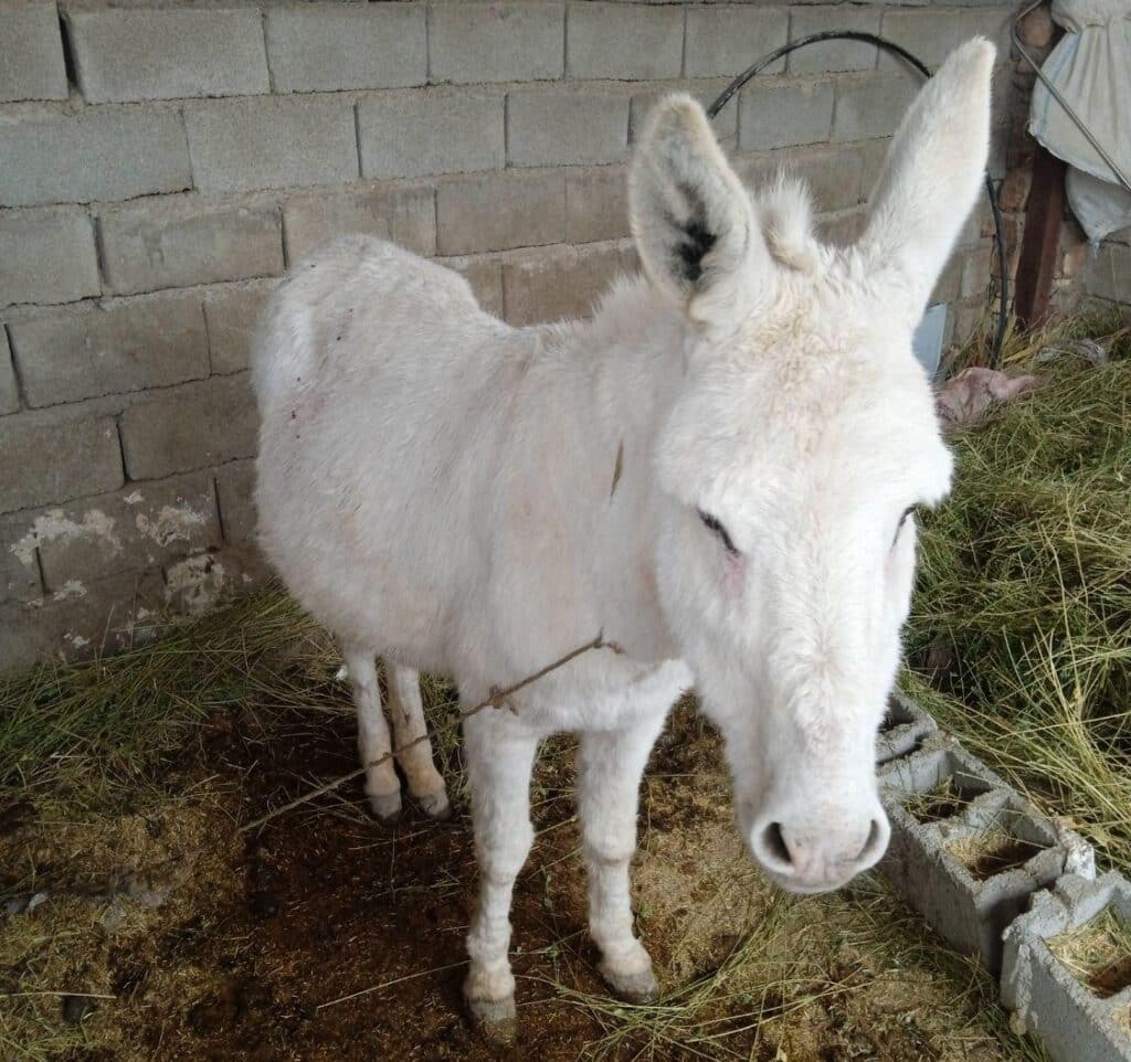 خر ماده به فروش میرست