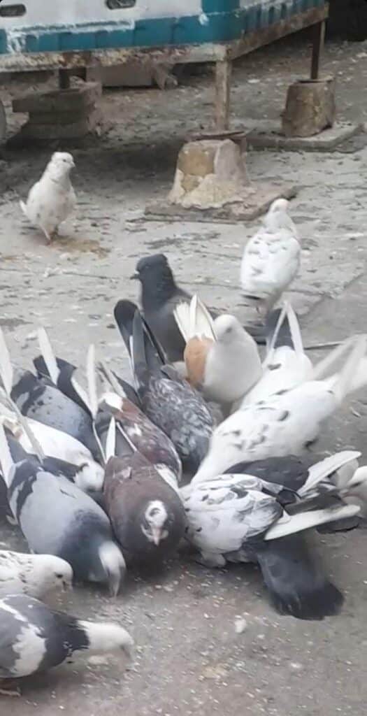 کفتر پرشی یجایی