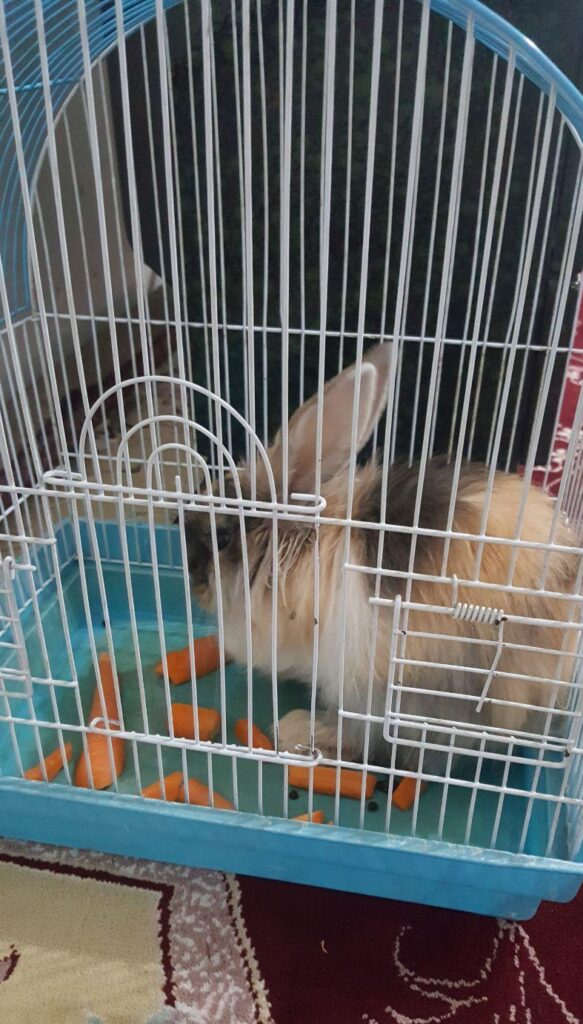 خرگوش خانگی بازی گوش