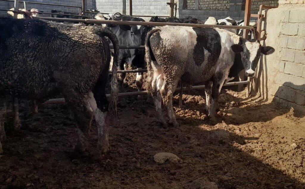 دو راس گوساله نر سیمینتال فروش