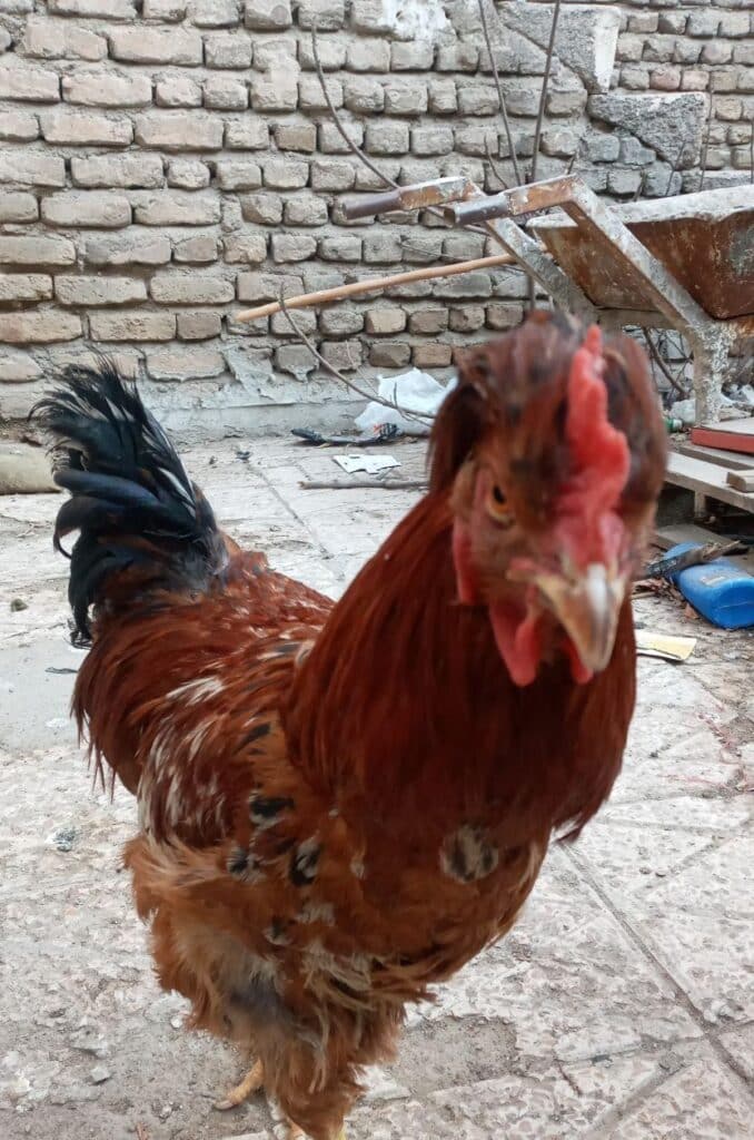 خروس