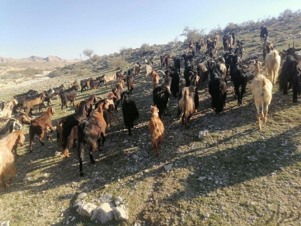 فروش بزیک دست جوان