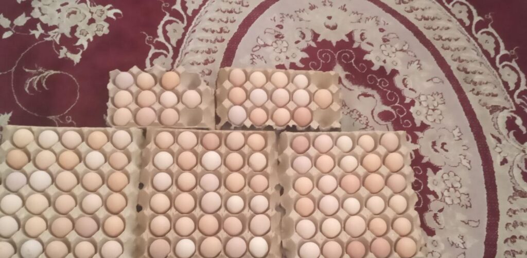 فروش‌تخم‌نطفه‌دار‌گلپایگان