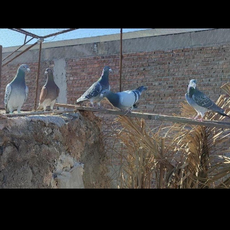 کبوتر