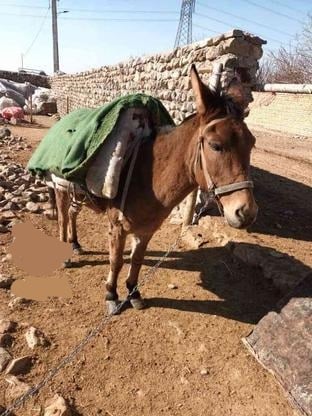 قاطر باری جوان