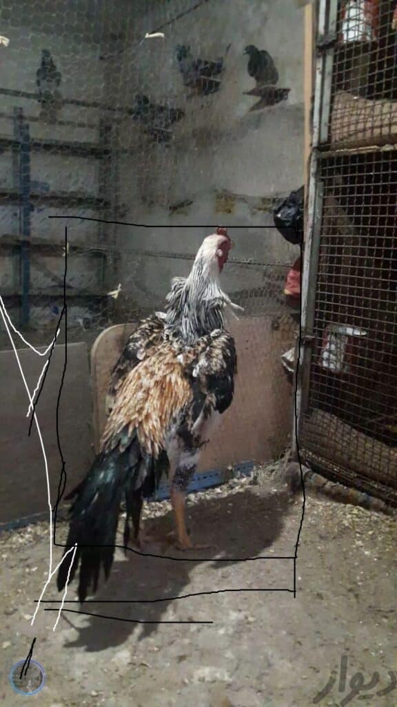 ۳عدد خروس لاری ۴.۵ تا۵دنگ وارداتی