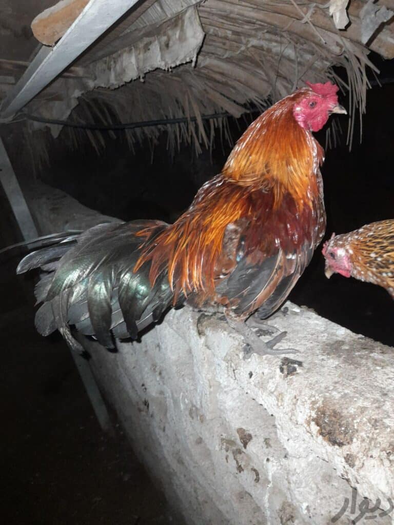 خروس محلی درجه ۱ داشت