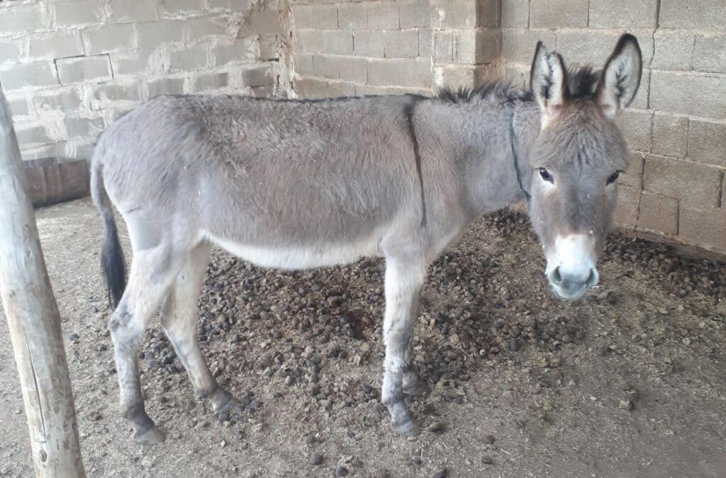 خر ماده جوان. گله ای