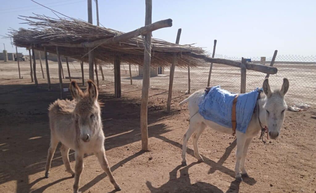 خر با کره خر کره خر نر است