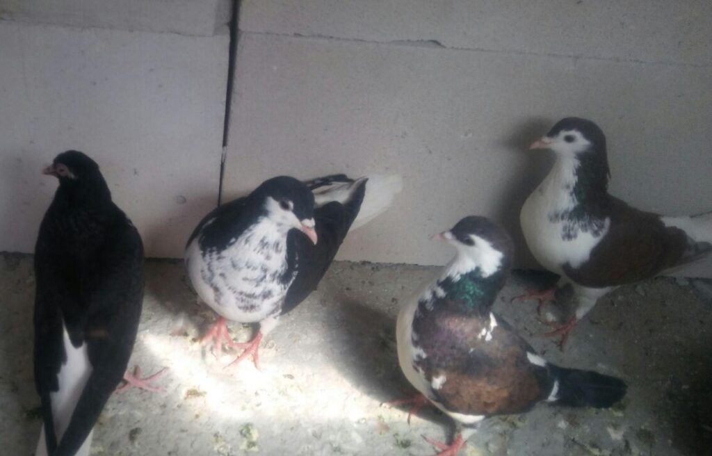 6 عددکفتر
