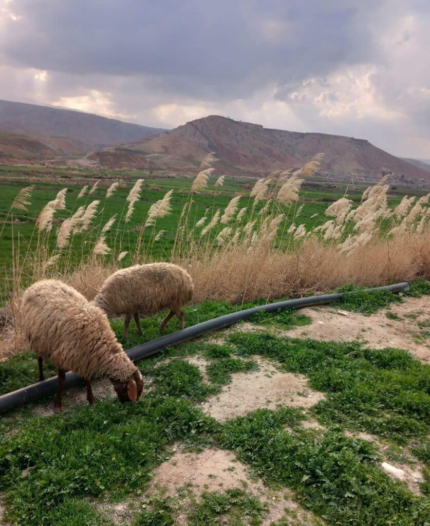 گوسفند جوان پستان آشکارا