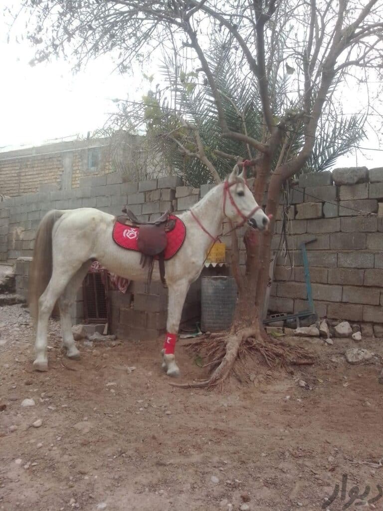اسب مادیون ابستن