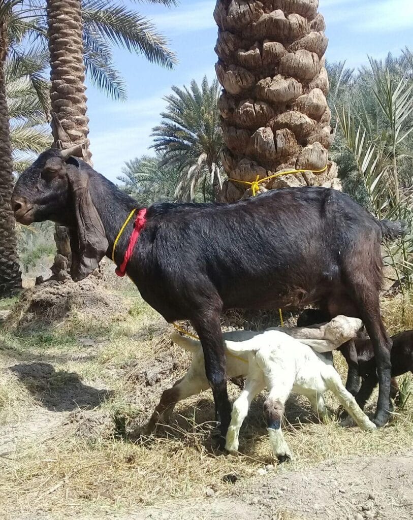 بز پتیری سقلوزا بسیاردرشت