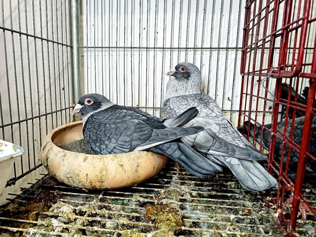 جفت کبوتر نقره‌ای ضمانت تخم وجوجه