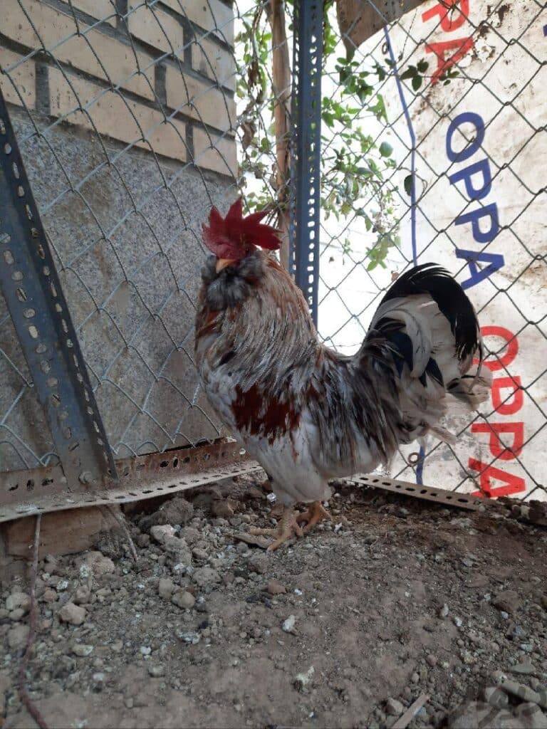 خروس پاکوتاه گلین طوسی ریشو