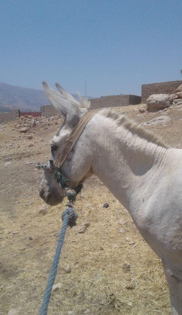 الاغ سرحال جوان