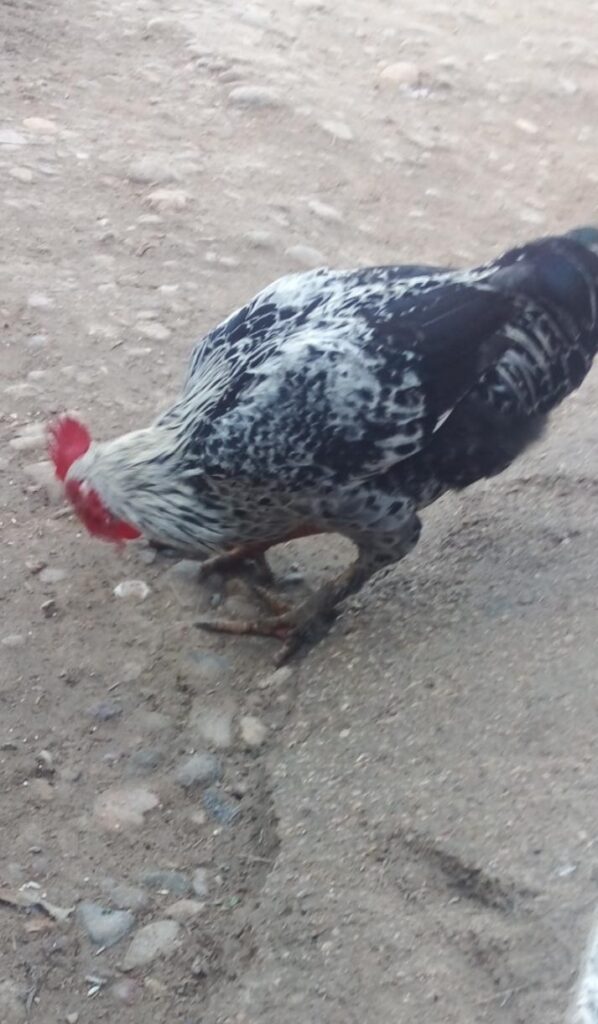 ۳ مرغ با ۱ خروس