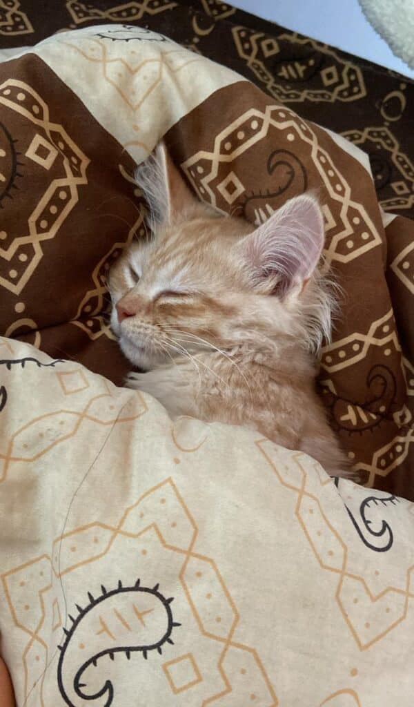 گربه پرشین