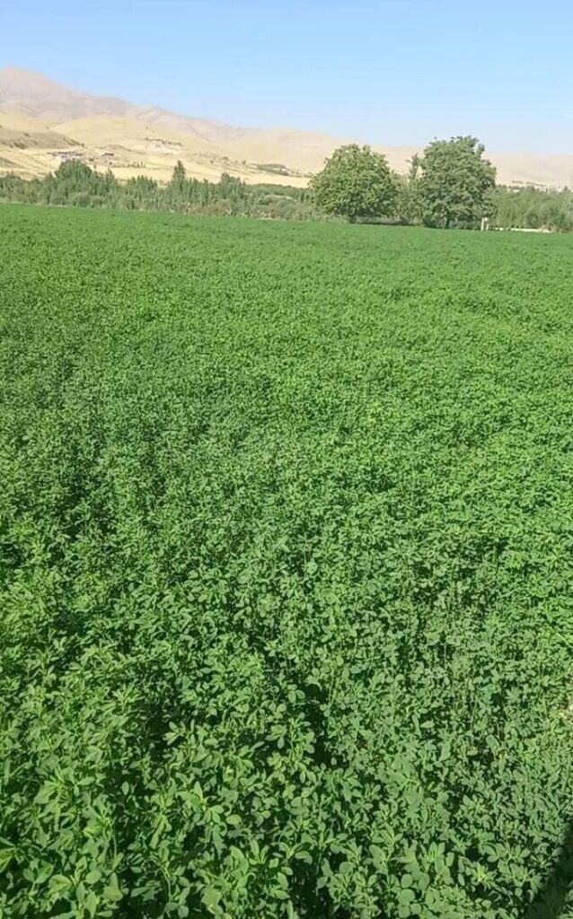 1000عدد پرس یونجه