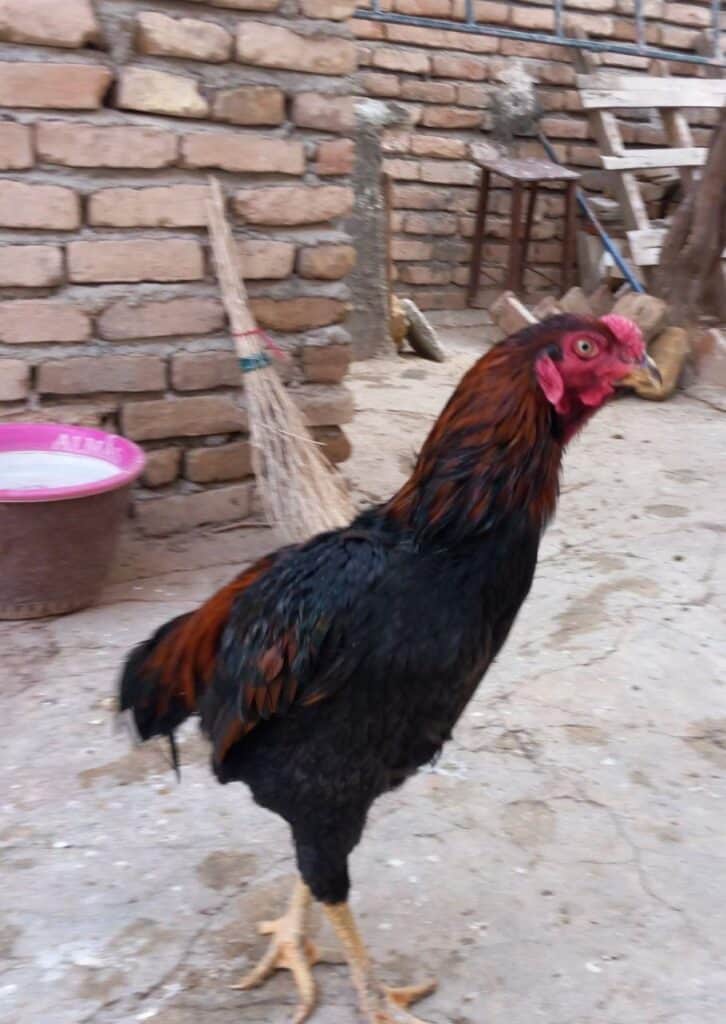 مرغ وخروس لاری اصیل