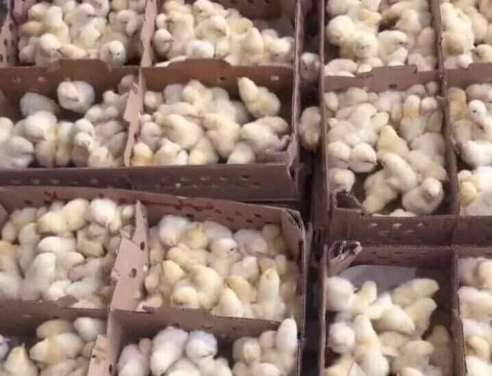 جوجه گوشتی یک روزه دونه ای ۳۰۰۰ هزار