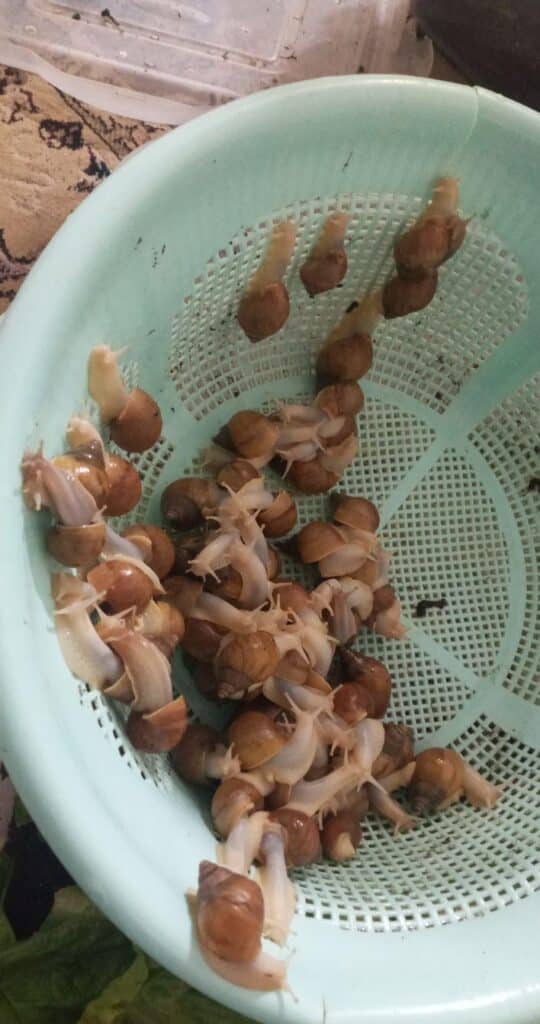 فروش حلزون