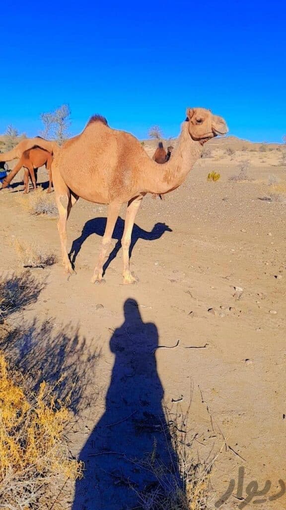 شتر مایه ای وجونگ سه سال