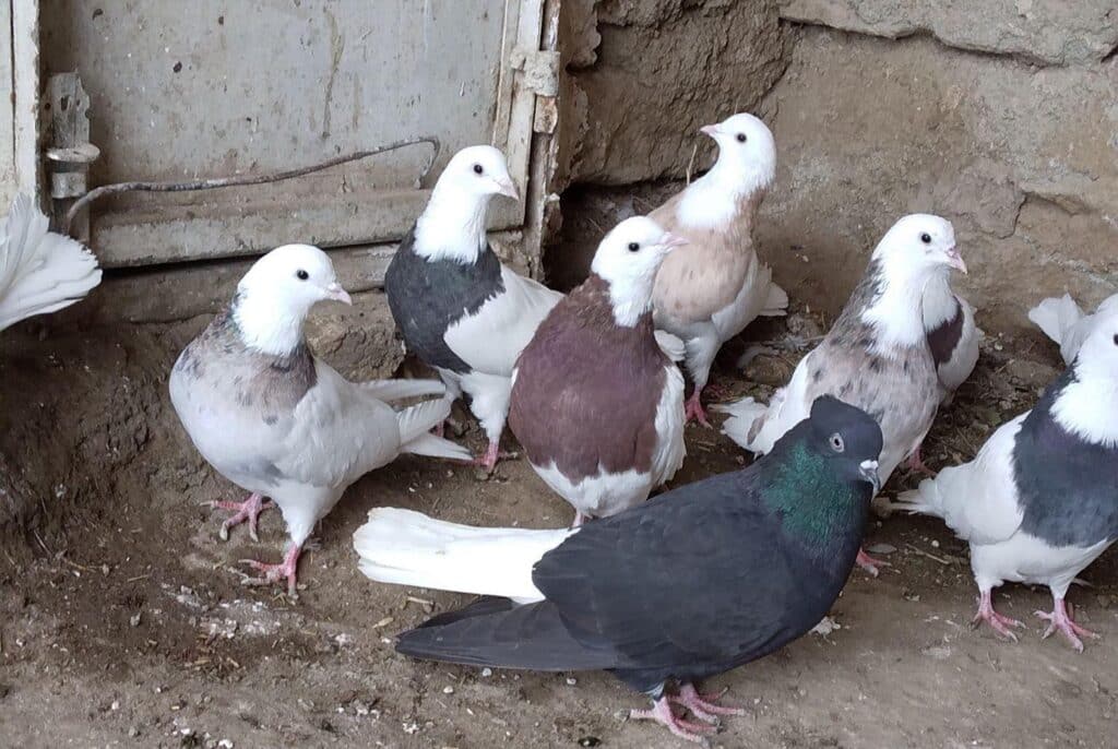 کبوتر فروشی