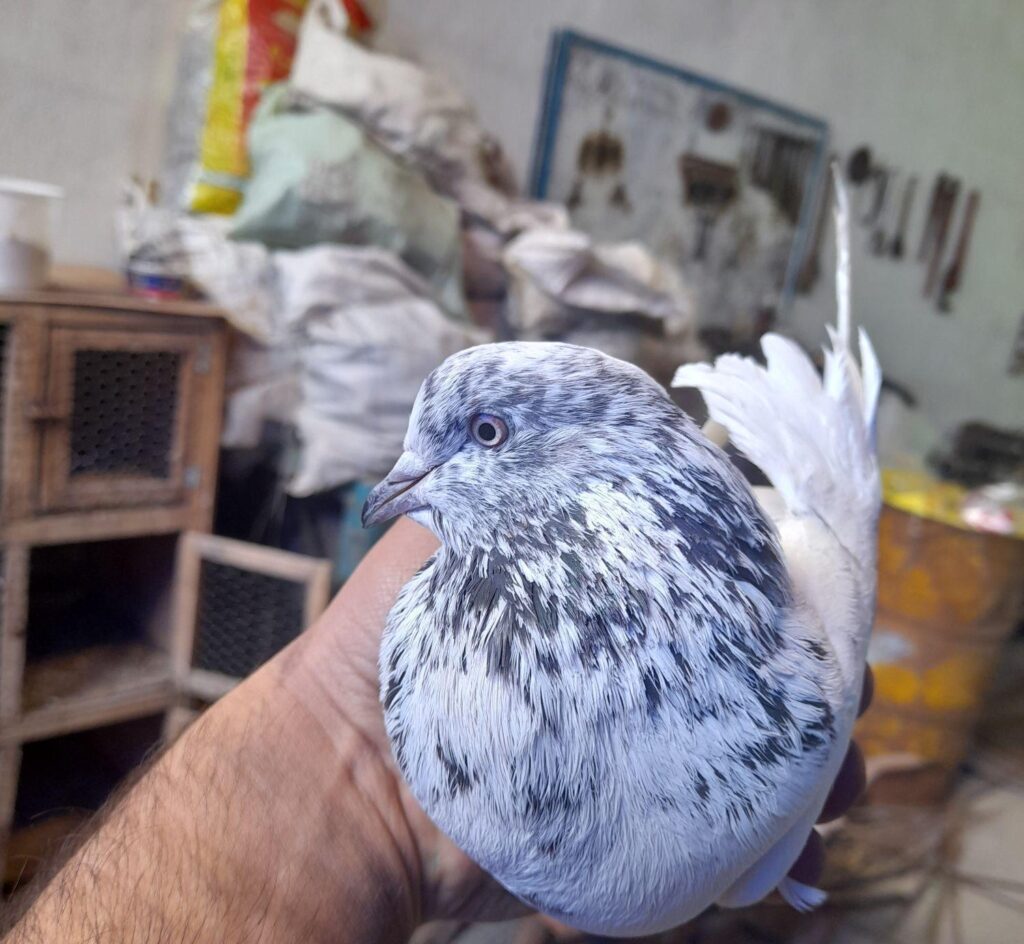 کبوتر نقش وپرش