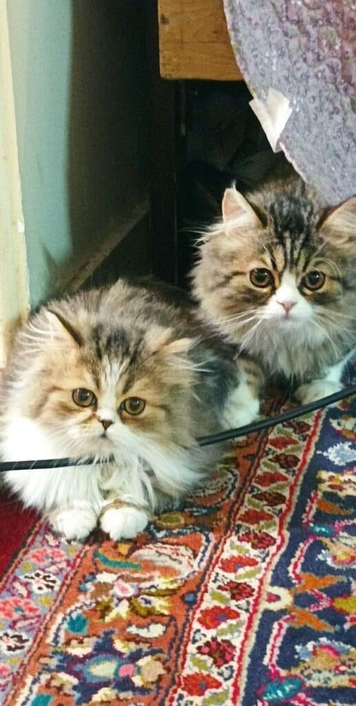 واگذار گربه پرشین کلاسیک