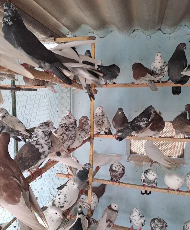 کبوتر کفتر یجایی