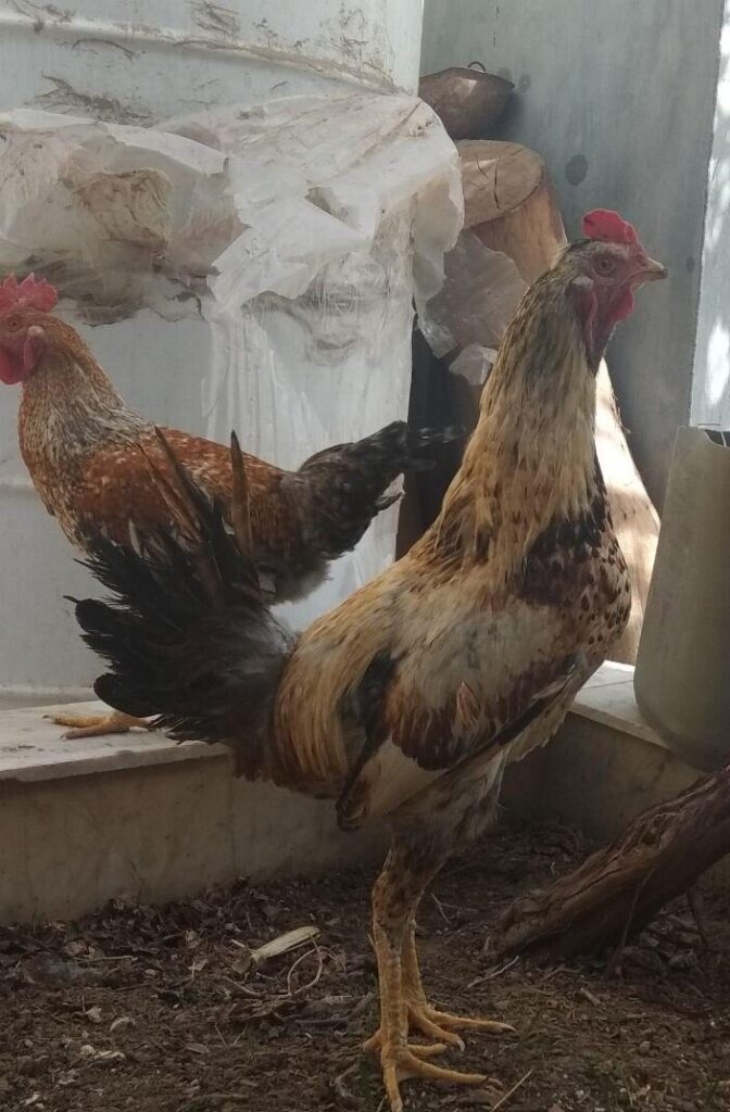 فروش سه عدد خروس