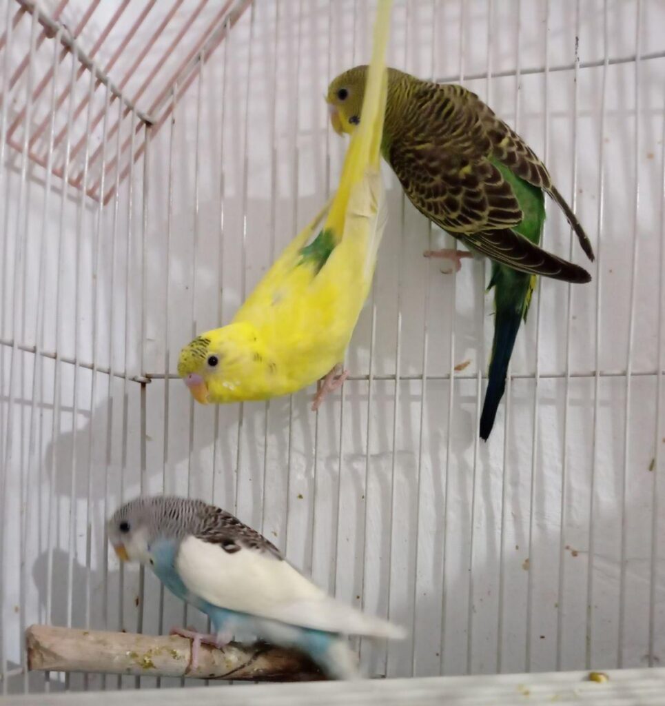 4عدد مرغ عشق ماده