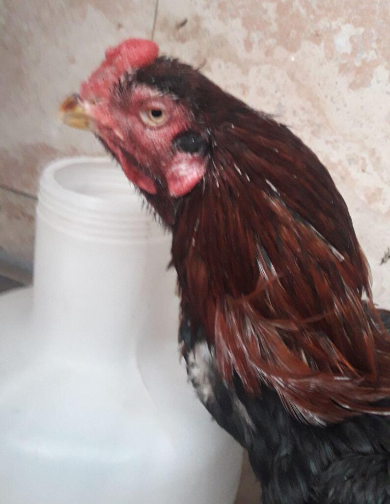 خروس لاری ۷۰ سانت قد ۵کیلو وزن