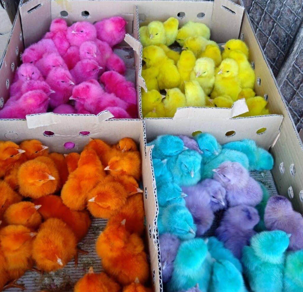 جوجه رنگی کلی