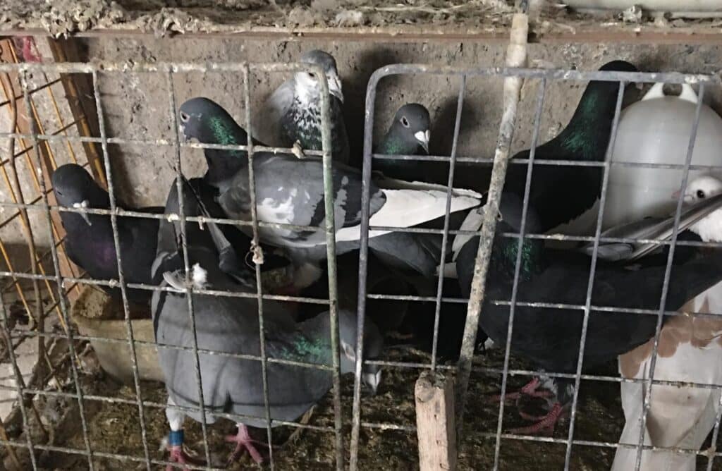 کبوتر مسافتی شهرستانی تهرانی