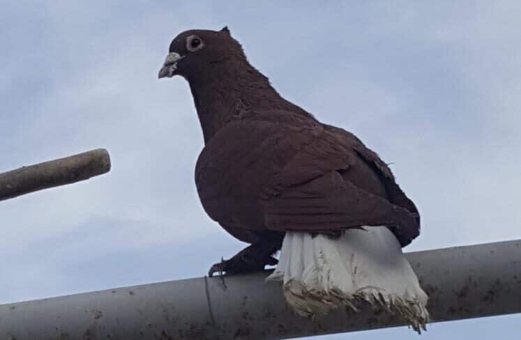 نروماده