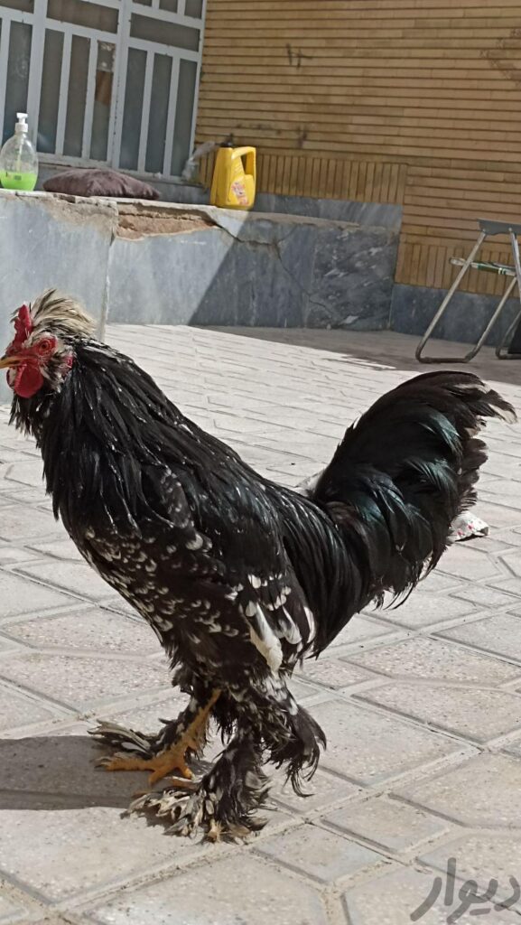 خروس نژاد سلطان