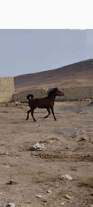 اسب مادیان کورد