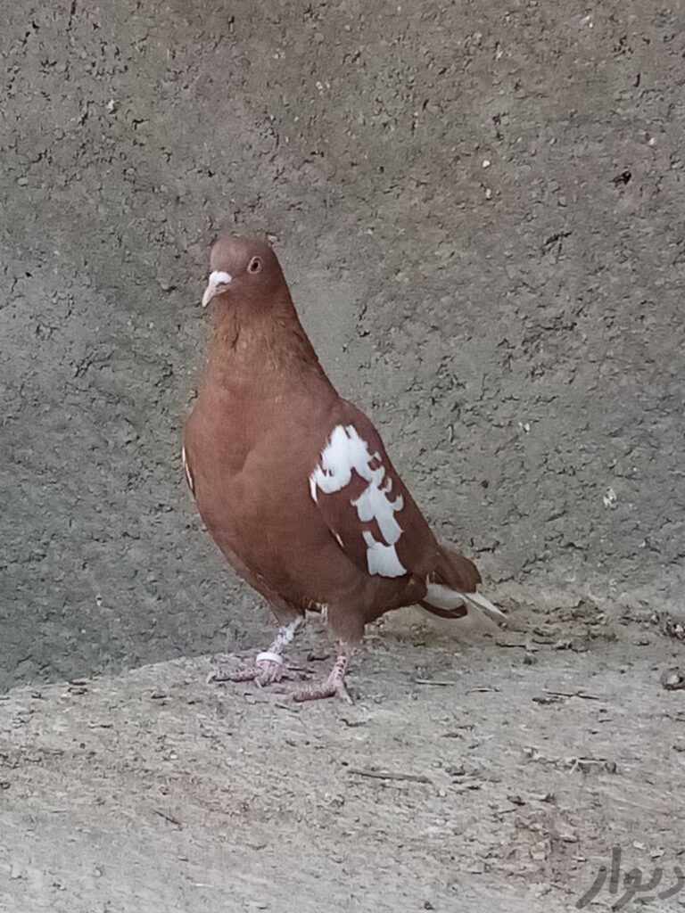 کبوتر ماده شتری سرخ دم سفید