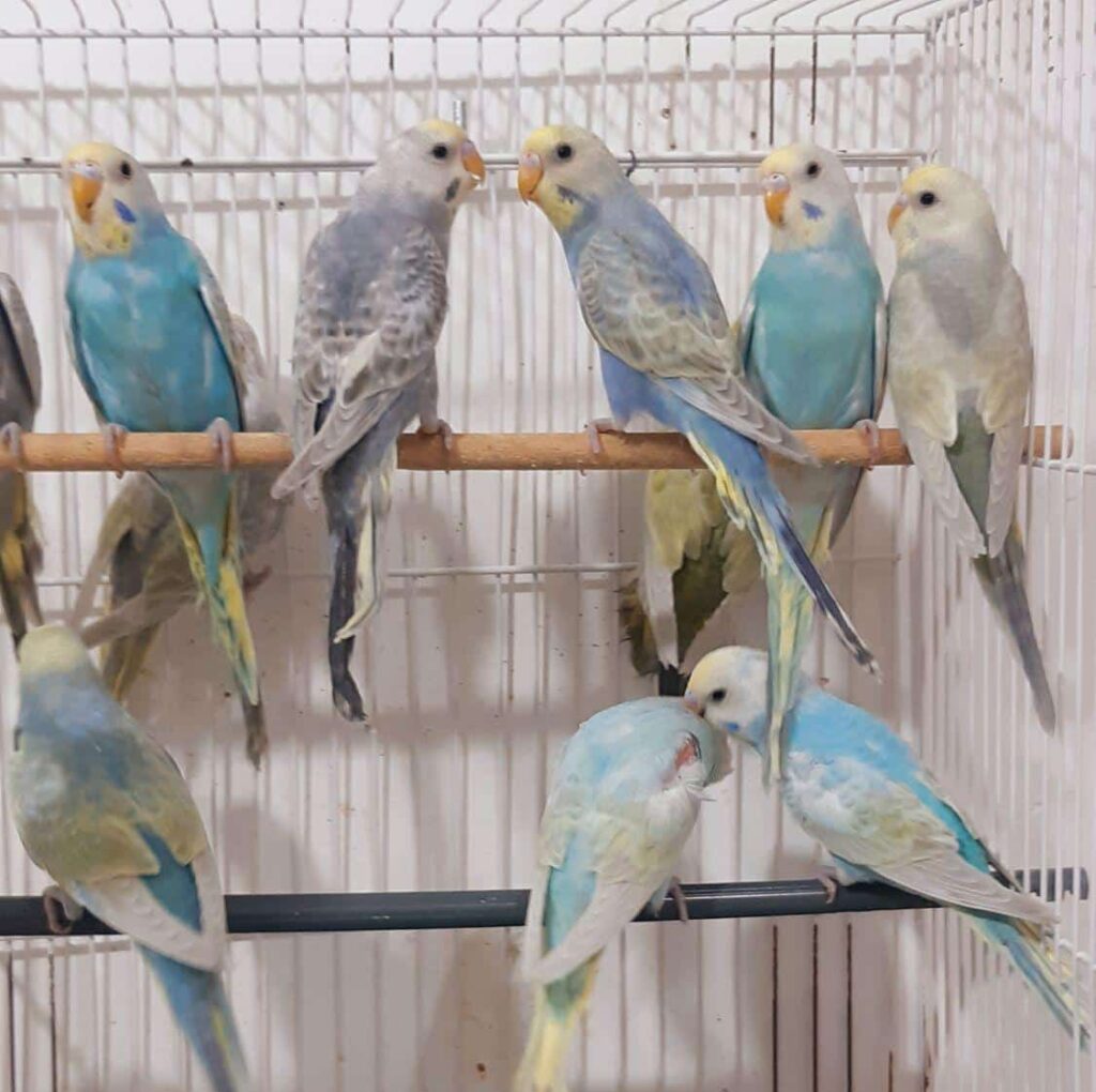 مرغ عشق رنگین کمانی (رینبو)