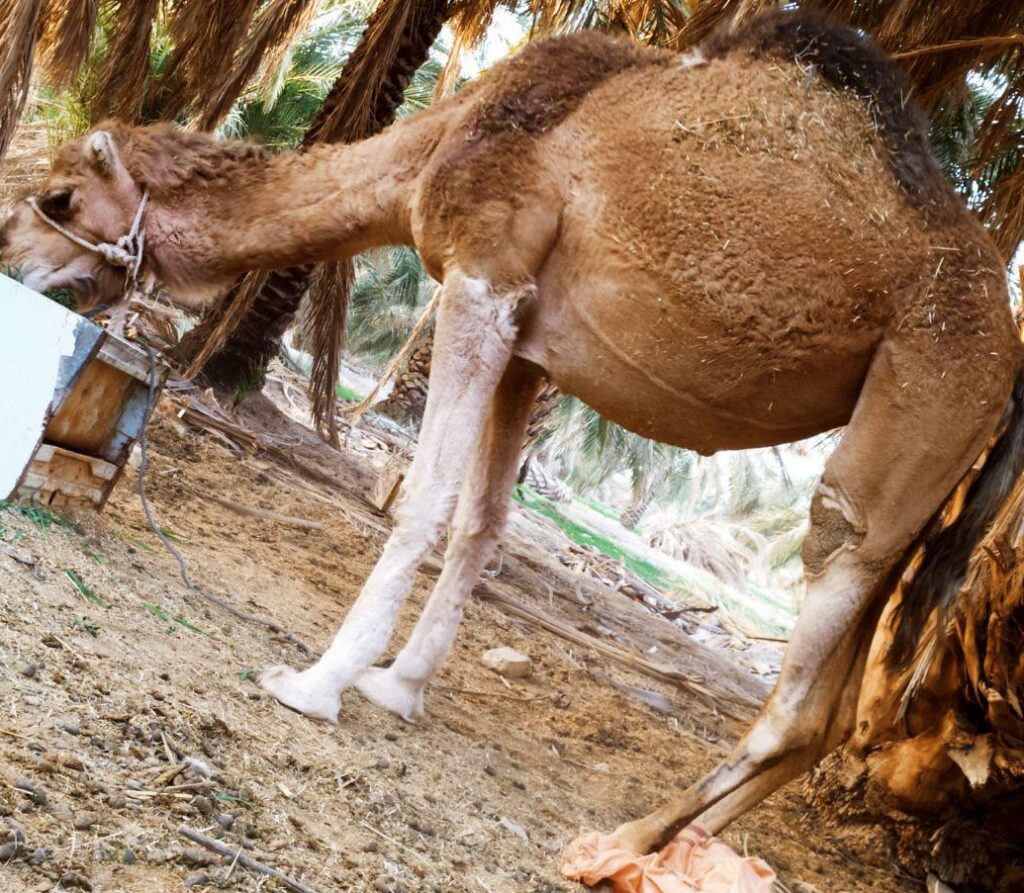 شتر سندی آرام چاق