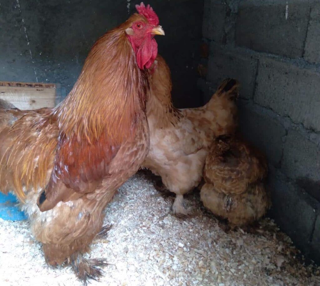 ست برهما طلائی